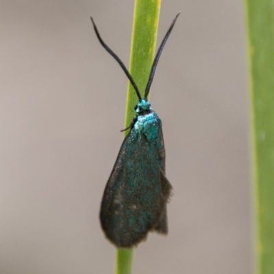 Pollanisus (genus) (A Forester Moth) at Tennent, ACT - 5 Dec 2018 by SWishart