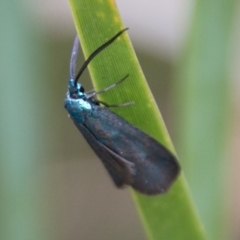 Pollanisus (genus) at Tennent, ACT - 5 Dec 2018