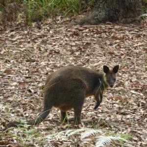 Wallabia bicolor at Termeil, NSW - 3 Jan 2019 04:53 PM