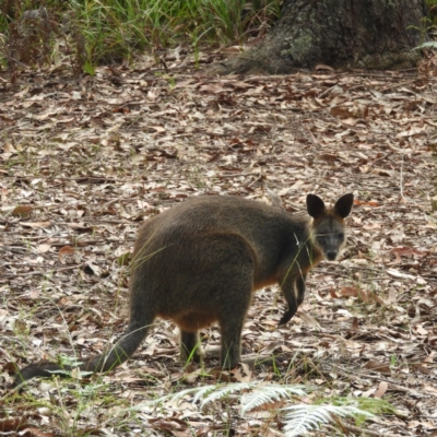 Wallabia bicolor (Swamp Wallaby) at Termeil, NSW - 3 Jan 2019 by MatthewFrawley