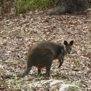 Wallabia bicolor at Termeil, NSW - 3 Jan 2019