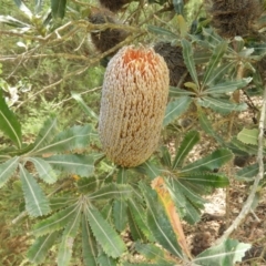 Banksia serrata (Saw Banksia) at Meroo National Park - 3 Jan 2019 by MatthewFrawley