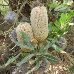 Banksia serrata at Termeil, NSW - 3 Jan 2019