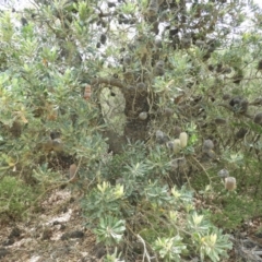 Banksia serrata at Termeil, NSW - 3 Jan 2019