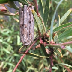Clania lewinii (Lewin's case moth) at Hughes, ACT - 7 Jan 2019 by KL