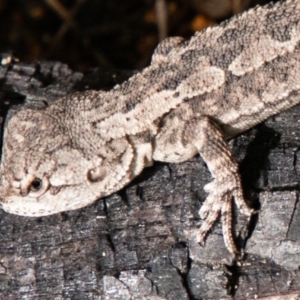 Amphibolurus muricatus at Paddys River, ACT - 15 Dec 2018