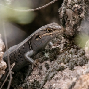 Liopholis whitii at Paddys River, ACT - 15 Dec 2018