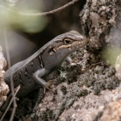 Liopholis whitii (White's Skink) at Paddys River, ACT - 15 Dec 2018 by SWishart