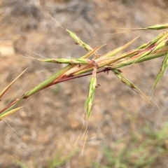 Cymbopogon refractus (Barbed-wire Grass) at Dunlop, ACT - 7 Jan 2019 by RWPurdie