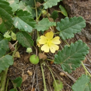 Sida corrugata at Strathnairn, ACT - 7 Jan 2019 12:00 AM