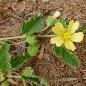 Sida corrugata at Strathnairn, ACT - 7 Jan 2019 12:00 AM