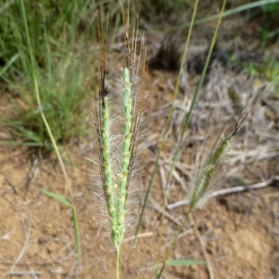 Dichanthium sericeum (Queensland Blue-grass) at Dunlop, ACT - 6 Jan 2019 by RWPurdie