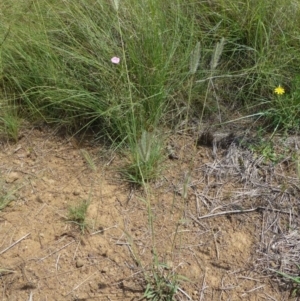 Dichanthium sericeum at Dunlop, ACT - 7 Jan 2019 12:00 AM