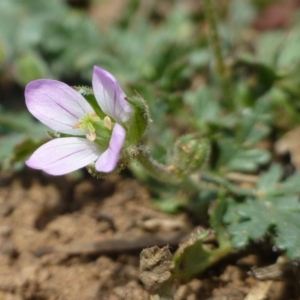 Erodium botrys at Dunlop, ACT - 7 Jan 2019