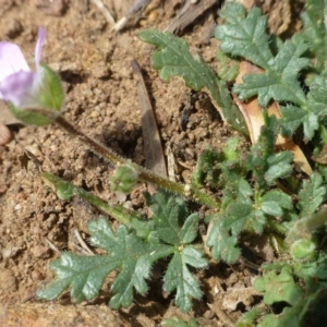 Erodium botrys at Dunlop, ACT - 7 Jan 2019