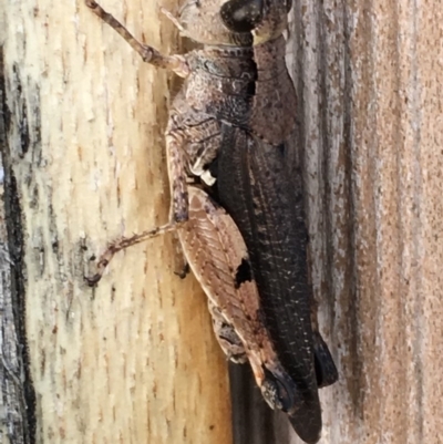 Phaulacridium vittatum (Wingless Grasshopper) at Monash, ACT - 6 Jan 2019 by jackQ