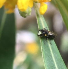 Hylaeus (Euprosopoides) rotundiceps (Hylaeine colletid bee) at Yarralumla, ACT - 5 Jan 2019 by PeterA