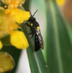 Hylaeus (Euprosopoides) rotundiceps at Yarralumla, ACT - 6 Jan 2019