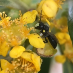 Hylaeus (Euprosopoides) rotundiceps at Yarralumla, ACT - 6 Jan 2019