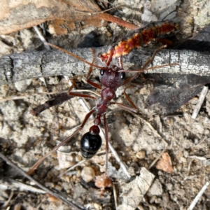 Myrmecia simillima at Googong, NSW - 7 Jan 2019 03:54 PM