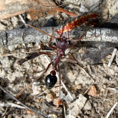 Myrmecia simillima (A Bull Ant) at Googong, NSW - 7 Jan 2019 by Wandiyali