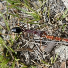 Myrmecia simillima at Googong, NSW - 7 Jan 2019 03:54 PM