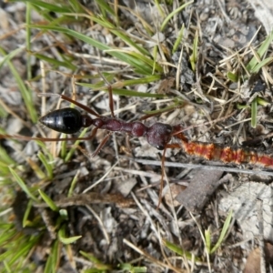 Myrmecia simillima at Googong, NSW - 7 Jan 2019 03:54 PM