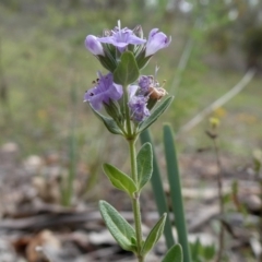 Mentha diemenica at Googong, NSW - 7 Jan 2019