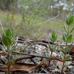 Mentha diemenica at Googong, NSW - 7 Jan 2019