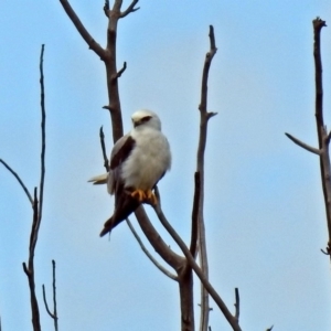 Elanus axillaris at Fyshwick, ACT - 6 Jan 2019