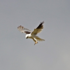 Elanus axillaris at Fyshwick, ACT - 6 Jan 2019