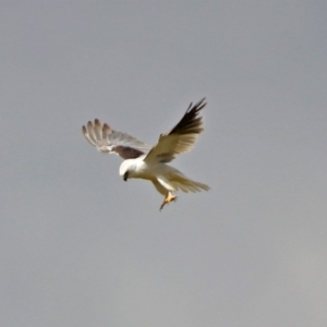 Elanus axillaris at Fyshwick, ACT - 6 Jan 2019