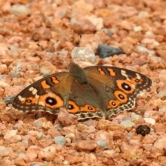 Junonia villida (Meadow Argus) at Fyshwick, ACT - 6 Jan 2019 by RodDeb