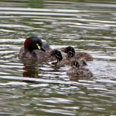 Tachybaptus novaehollandiae (Australasian Grebe) at Fyshwick, ACT - 6 Jan 2019 by RodDeb