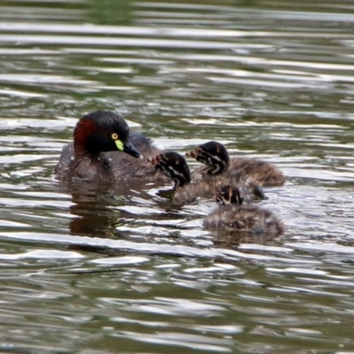 Tachybaptus novaehollandiae (Australasian Grebe) at Fyshwick, ACT - 5 Jan 2019 by RodDeb