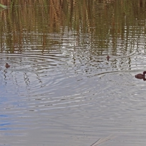 Tachybaptus novaehollandiae at Fyshwick, ACT - 6 Jan 2019