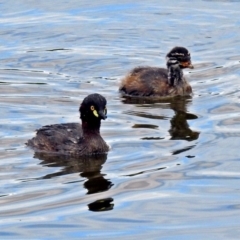 Tachybaptus novaehollandiae at Fyshwick, ACT - 6 Jan 2019