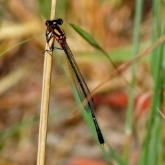 Nososticta solida (Orange Threadtail) at Jerrabomberra Wetlands - 5 Jan 2019 by RodDeb