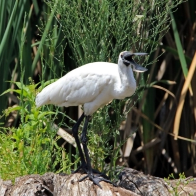 Platalea regia (Royal Spoonbill) at Fyshwick, ACT - 6 Jan 2019 by RodDeb