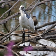 Platalea regia at Fyshwick, ACT - 6 Jan 2019