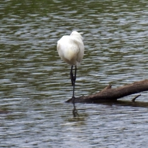 Platalea regia at Fyshwick, ACT - 6 Jan 2019