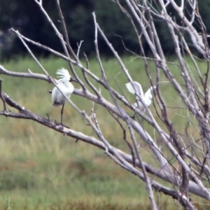 Platalea regia at Fyshwick, ACT - 6 Jan 2019