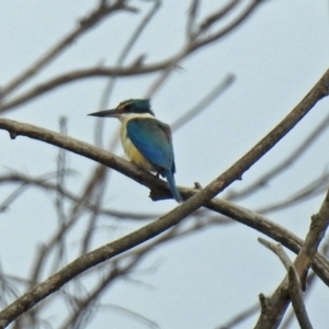 Todiramphus sanctus at Fyshwick, ACT - 6 Jan 2019