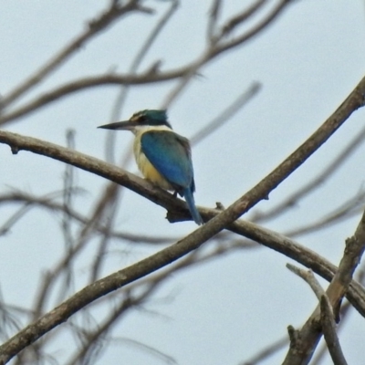 Todiramphus sanctus (Sacred Kingfisher) at Fyshwick, ACT - 6 Jan 2019 by RodDeb