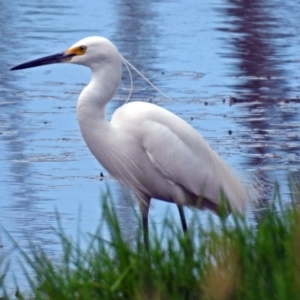 Egretta garzetta at Fyshwick, ACT - 6 Jan 2019