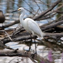 Egretta garzetta at Fyshwick, ACT - 6 Jan 2019