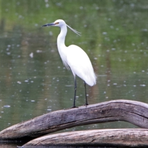 Egretta garzetta at Fyshwick, ACT - 6 Jan 2019