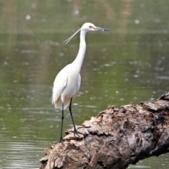 Egretta garzetta at Fyshwick, ACT - 6 Jan 2019