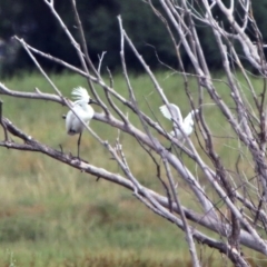 Egretta garzetta at Fyshwick, ACT - 6 Jan 2019