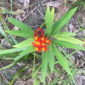 Asclepias curassavica at Lilli Pilli, NSW - 7 Jan 2019